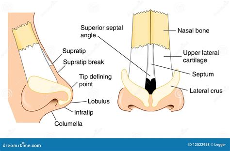 Anatomie Du Nez Illustration De Vecteur Illustration Du Illustration