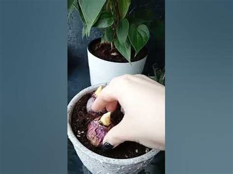 Гиацинты в кашпо. Просто, легко и быстро. - YouTube