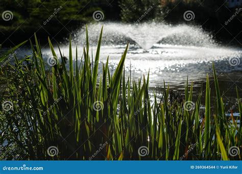 Fountain in the Lake in Landscape Design Stock Photo - Image of plant, tree: 269364544