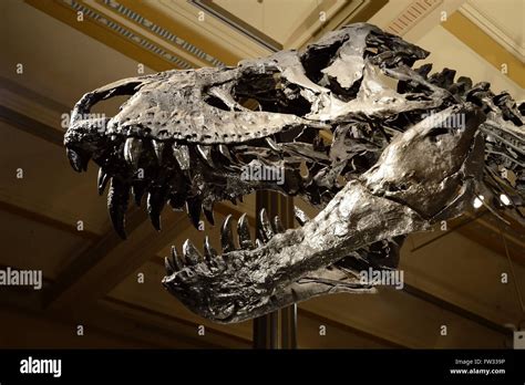 Skull Of The Until Now Best Preserved Skeleton Of Tyrannosaurus Rex Or