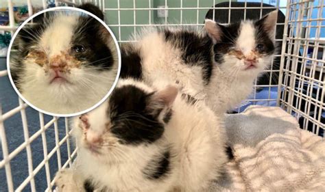 How Could Someone Abandon These Kittens Left To Die In A Plastic Bag