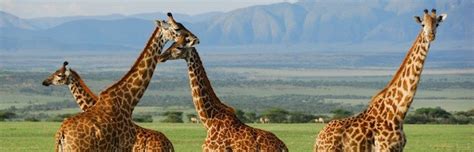 Types of Giraffes | Giraffe Facts and Information