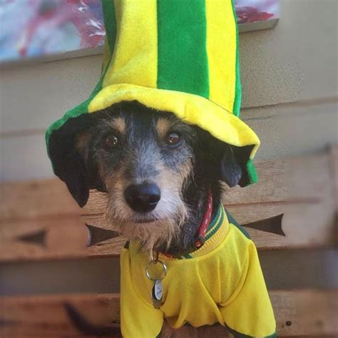 Cachorros também entram na torcida da Co VEJA SÃO PAULO