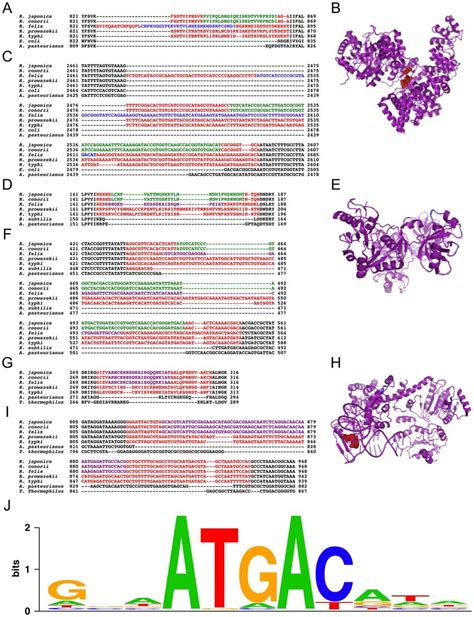 Multiple Alignments Of Amino Acid And Dna Sequences Including Inserted