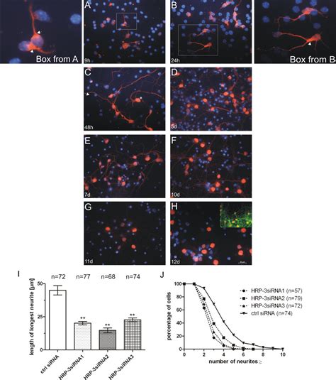 Hepatoma Derived Growth Factor Related Protein Interacts With