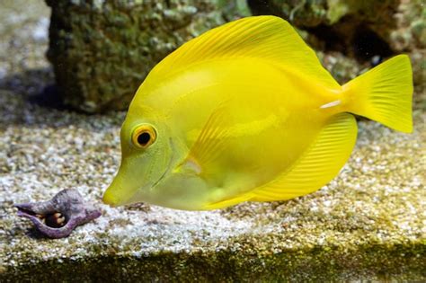 Peces Marinos En Acuario De Arrecife Y Roca Viva Foto Premium