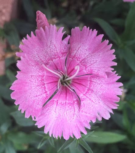 Dianthus Amurensis Amur River Pink Seed Awesome Blossom Plants