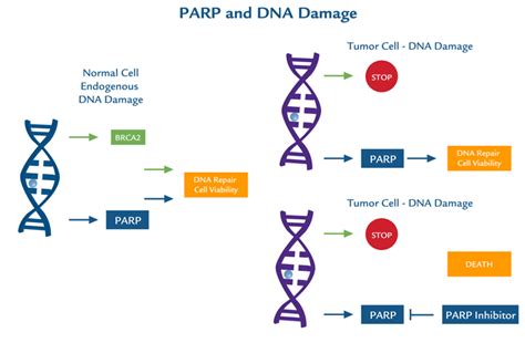 DNA Repair Responses To PARP1 Tebubio S Blog