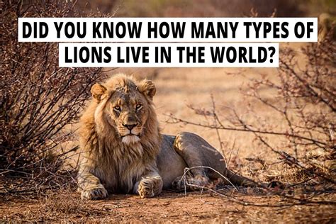 Did You Know How Many Types Of Lions Live In The World All Facts About