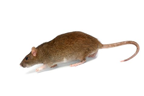 Roof Rat | Atlanta Pest Control