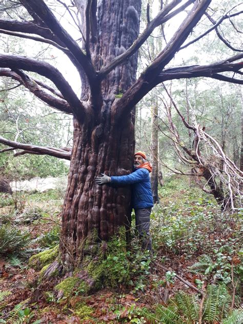 Hugh's huge yew: the largest yew tree on Cortes Island? - Canada Info