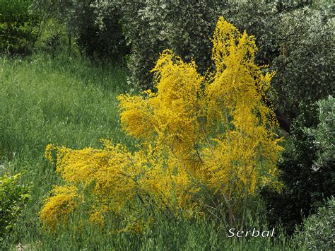 Retama sphaerocarpa Retama amarilla Retama común Naturaleza Para Todos