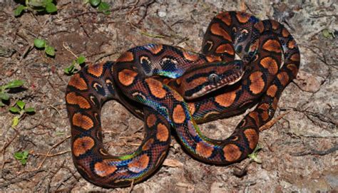 Jiboia Arco-íris É Venenosa - Jiboia arco-íris da Amazônia surpreende e encanta
