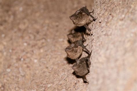 Long Nosed Bats And X28rhynchonycteris Nasoand X29 Roosting On The Side