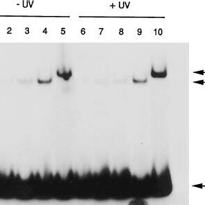 Dna Binding Activity Of R Xpf Ercc A Bp Duplex Without Uv Or