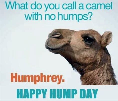 Hump Day Quotes Funny Hump Day Meme Sarcastic Quotes Snarky Mom