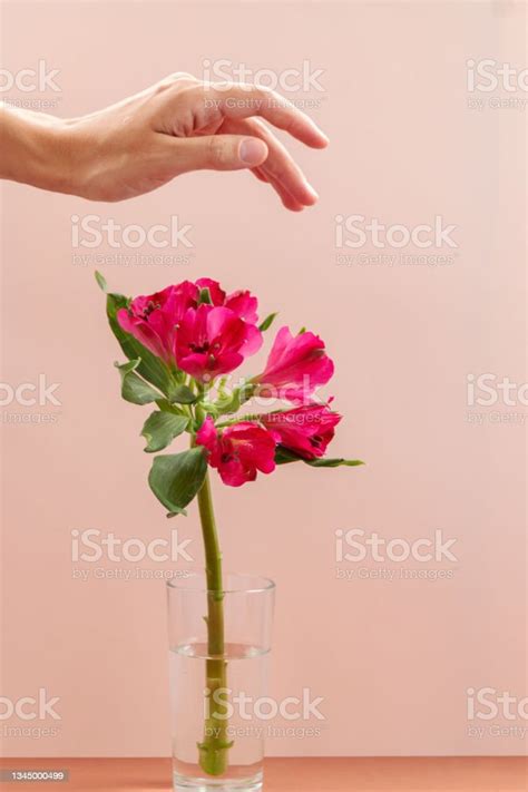 Pink Flower In Glass Vase Stock Photo Download Image Now