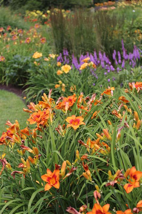 5 Tips For Growing Daylilies