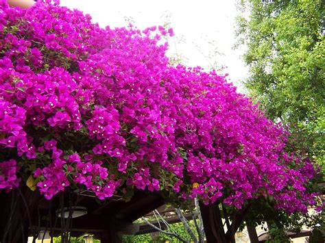 Saiba Como Cultivar A Bougainv Llea Plantasonya O Seu Blog Sobre