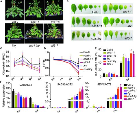 Frontiers Circadian Clock Associated 1 Inhibits Leaf Senescence In