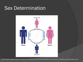Sex Determination By Dr M Jothimuniyandi PPT