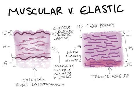 My First Histology Doodle In A While A Schematic Anatomy Doodles