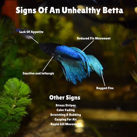 14 Signs Of A Healthy And Unhealthy Betta Fish