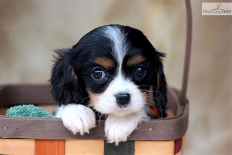 Cavalier King Charles Spaniel Puppy Bright Is Happy Pinterest