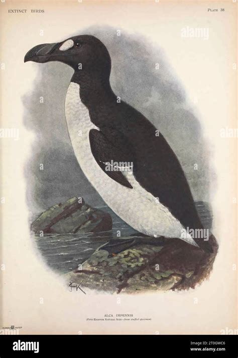 Illustration Of The Great Auk Pinguinus Impennis Here As Alca