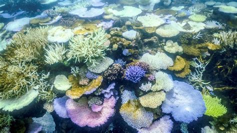 australias great barrier reef hit  record bleaching
