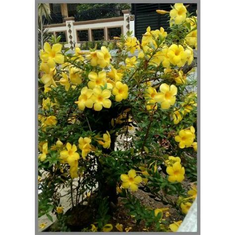 Jual Bibit Tanaman Hias Rambat Alamanda Kuning Shopee Indonesia