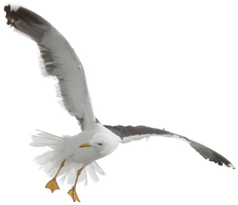 Gull Png Photos Png Play