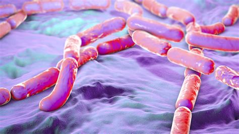 Distinction of the Bacillus cereus group species | BIOMERIEUX INDUSTRY