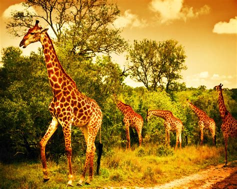 African Wildlife Foundation - Environmental Watch