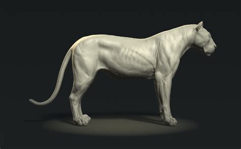 Lioness Anatomy Study Zbrushcentral