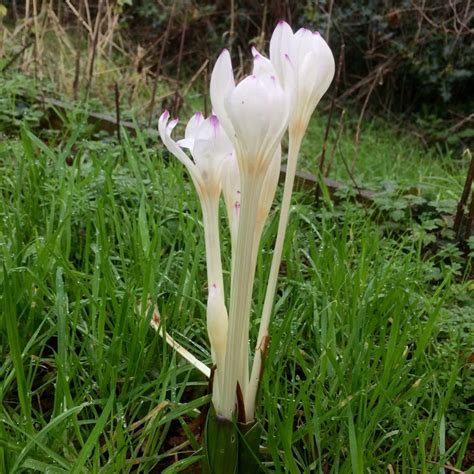 Colchicum X Byzantinum Innocence Meadow Saffron Innocence In