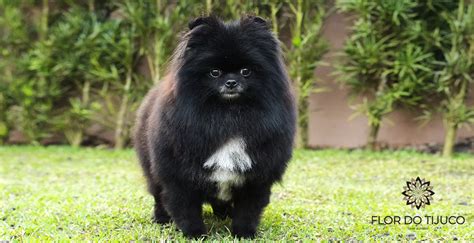 Lulu da Pomerânia Spitz Alemão Preto