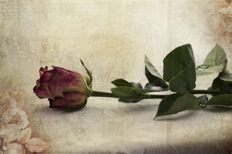 Rose Flower Free Stock Photo - Public Domain Pictures