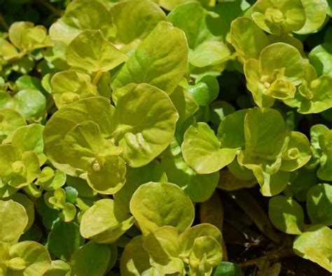 Is Creeping Jenny Toxic to Dogs? Is Creeping Jenny Safe for Dogs? [Answer]