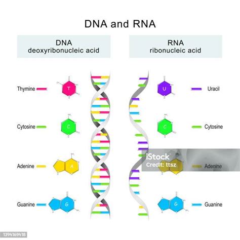 Dna Dan Rna Perbedaan Dalam Struktur Molekul Dna Dan Rna Ilustrasi Stok