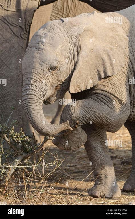 Afrikanischer Elefant Loxodonta Africana Elefant Wildreservat Rumpf