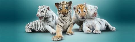 SIEGFRIED & ROY WELCOME FOUR TIGER CUBS TO THEIR HOME AT THE MIRAGE ...