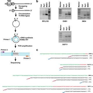 SPAAC Chemistry Is Superior To CuAAC For Characterizing NAD Capped