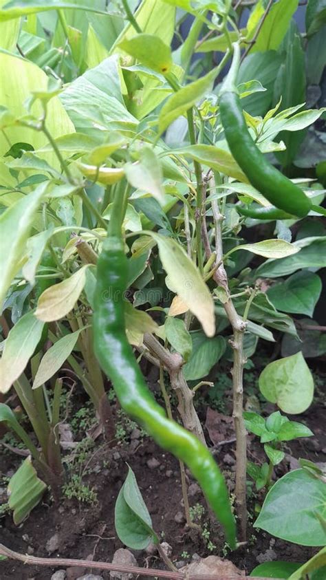 Chilli Hot Spicy Vegetable Organic Ingredient Plant Healthy Green Kitchen Chile Fresh