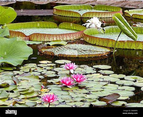 Water Lily Pads Ponds Stock Photo Alamy