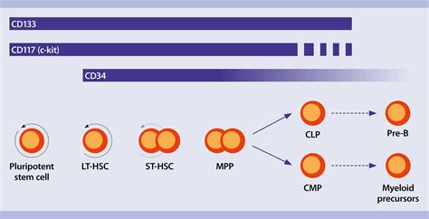 Human Hematopoietic Stem Cells Human Hsc Markers Miltenyi