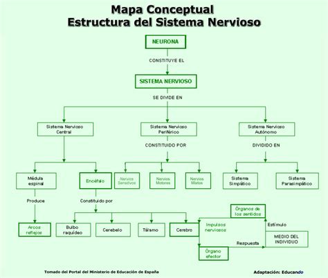 Estructura Del Sistema Nervioso