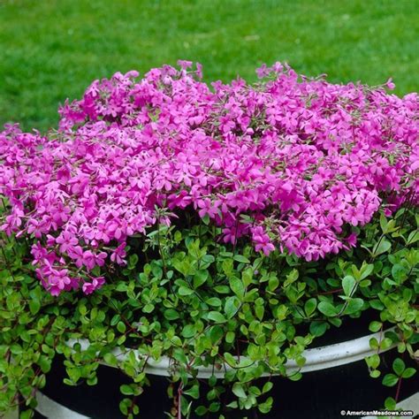 Phlox stolonifera ‘Home Fires’ | Kiefer Nursery: Trees, Shrubs, Perennials