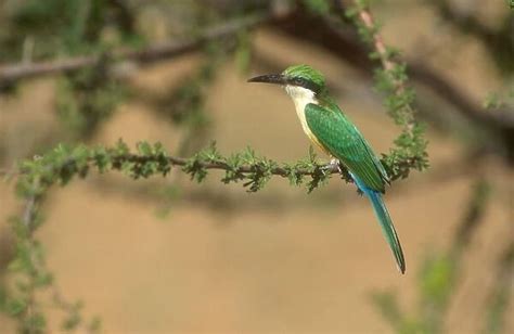 Somali Bee Eater Perched In Acacia Tree Samburu Kenya