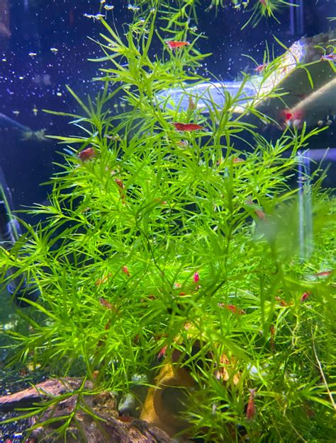 Buy 2 Get 1 Free Guppy Grass Najas Bunch Aquarium Plants At Least 5 Stems Etsy